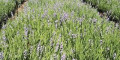 Снимка номер 4 за Приемам заявки за производство на разсад лавандула