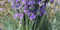 Снимка номер 1 за Лавандула
