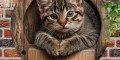 Снимка номер 5 за Декорация за стена с котка